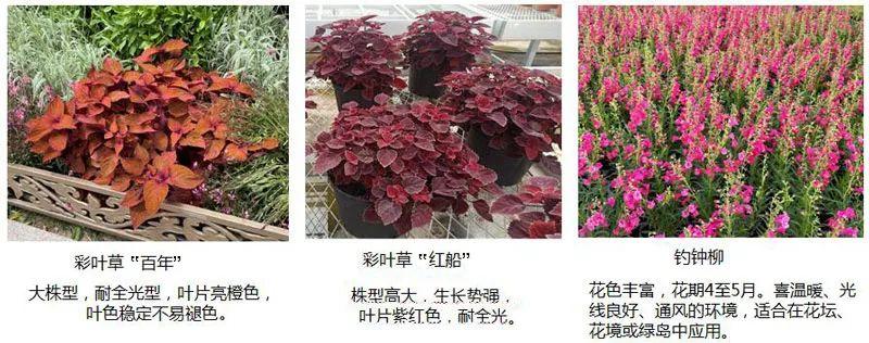 探寻彩票100期开奖号码的奥秘，概率与幸运的交织