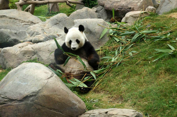 澳门四不像图